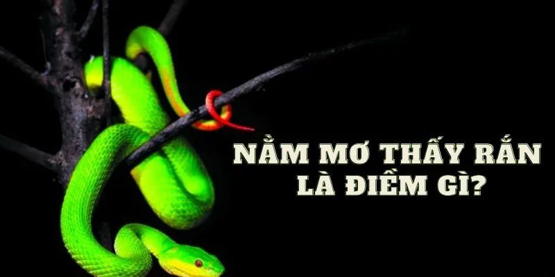 Mơ thấy rắn giải mã trên nhiều cơ sở, căn cứ chi tiết