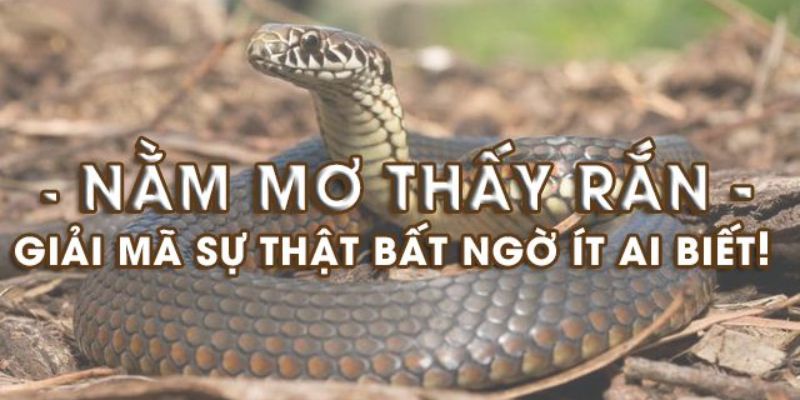 Giấc mộng về rắn xuất phát từ nhiều nguyên do khác nhau
