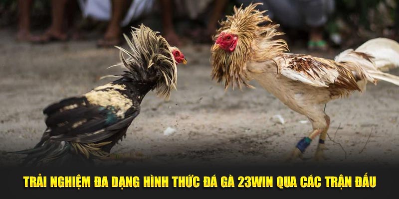 Trải nghiệm đa dạng hình thức đá gà 23WIN qua các trận đấu